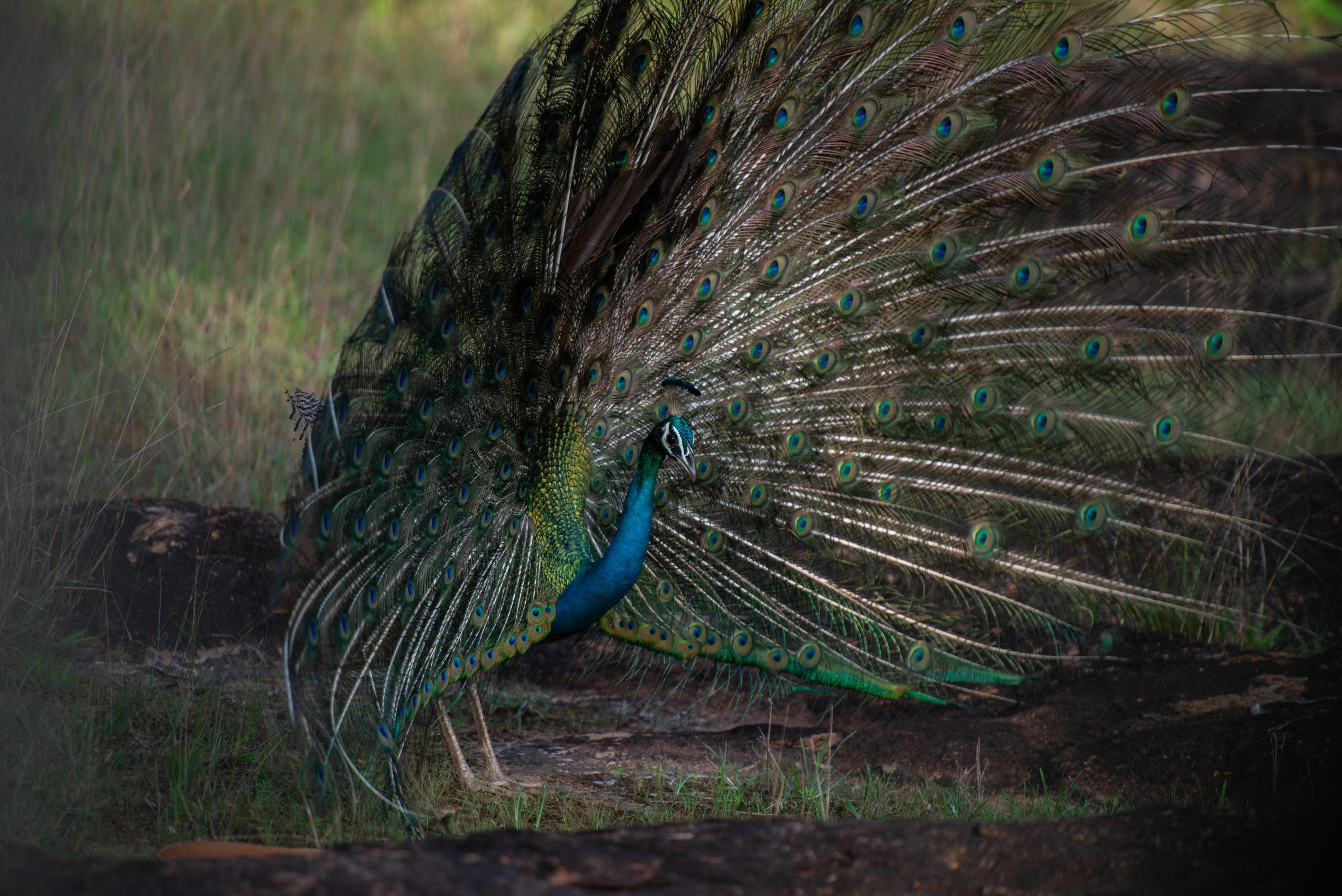 DSC_4188 1 scaled