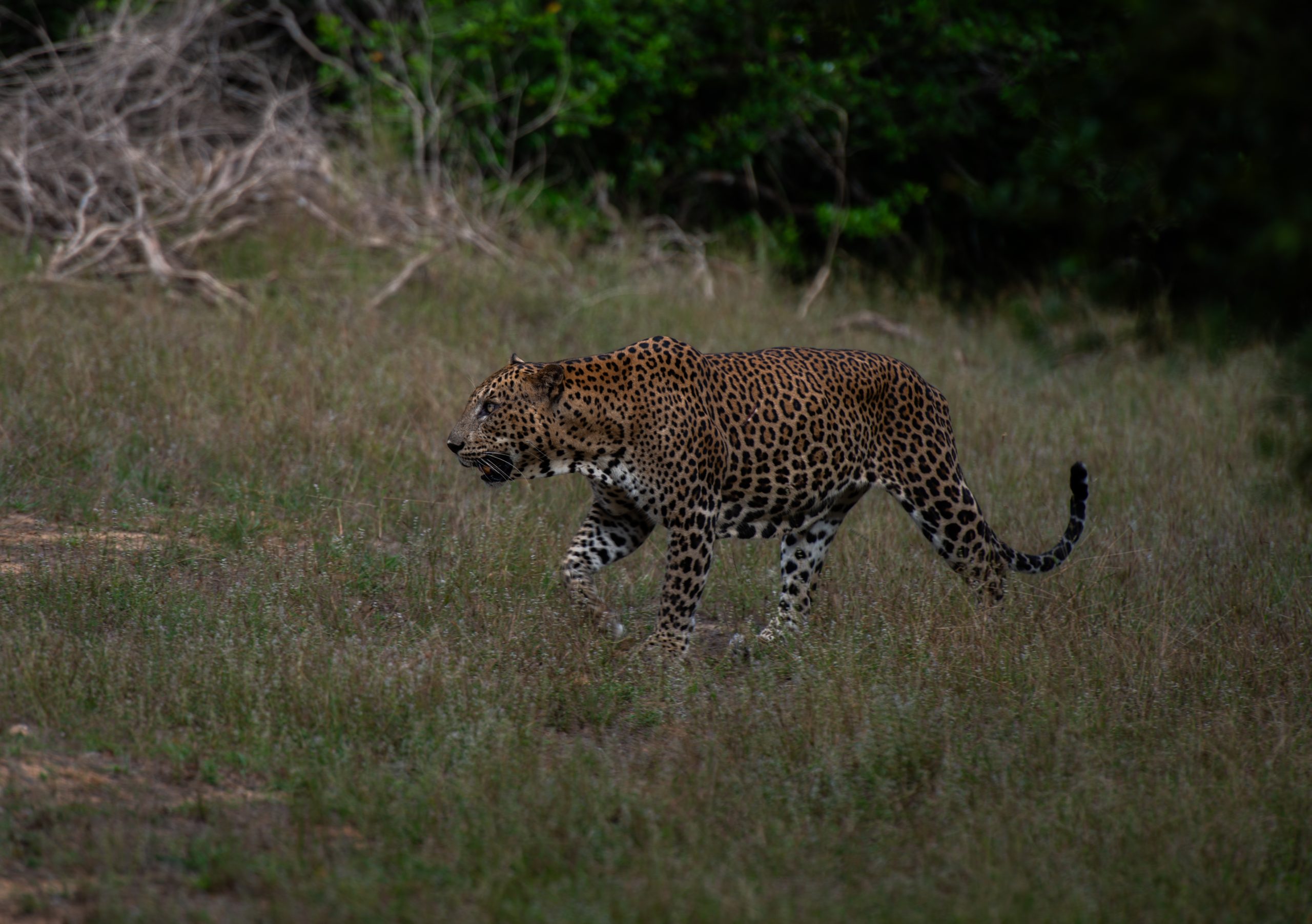 DSC_4390 2 scaled