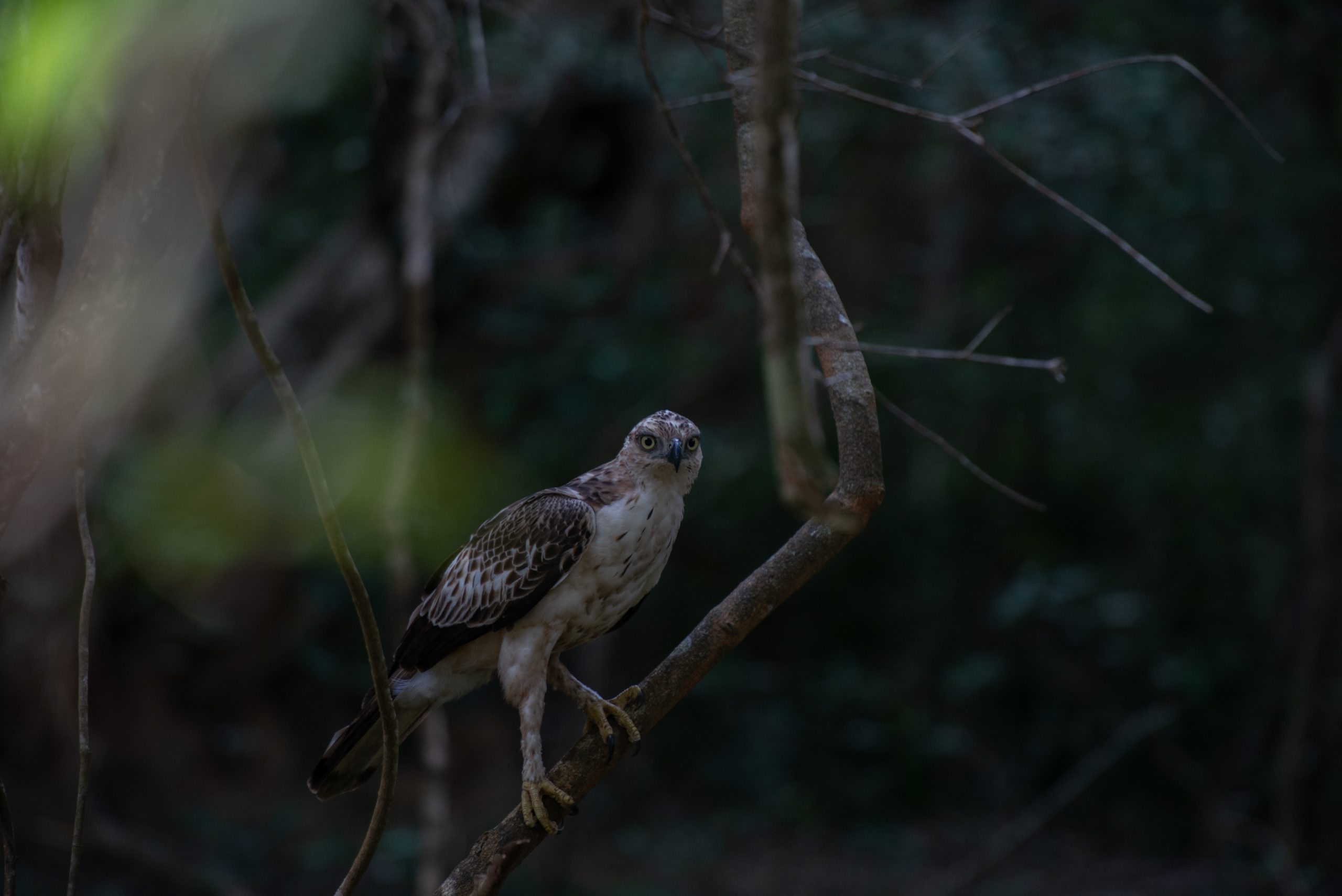 DSC_4423 scaled