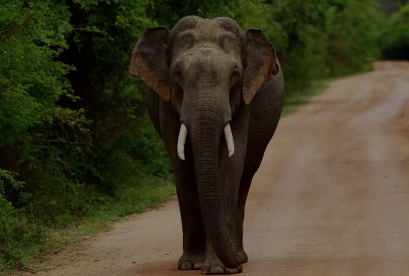 elephant 2